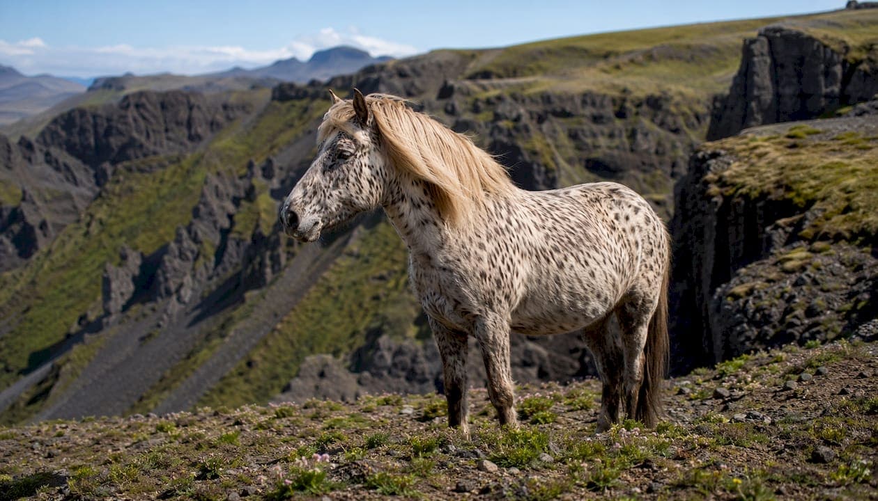 Horses from Iceland: The Complete Breed Guide